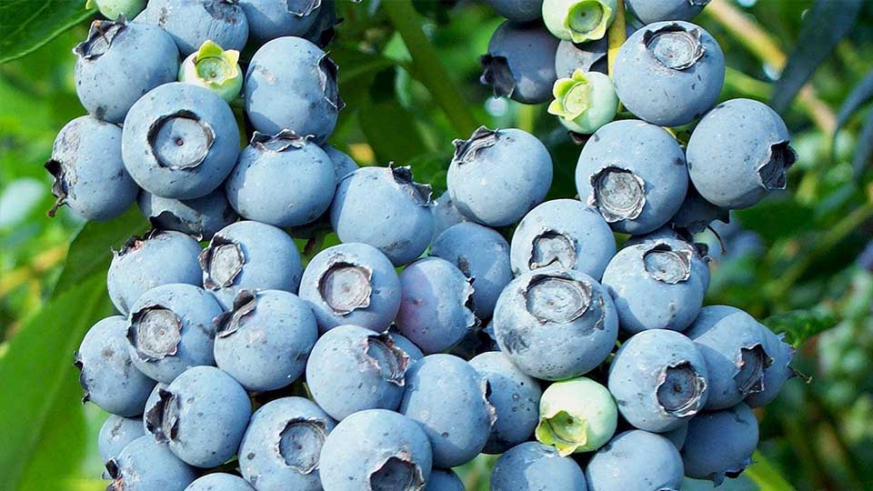 Blueberries
