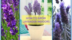 How to grow lavender in pots