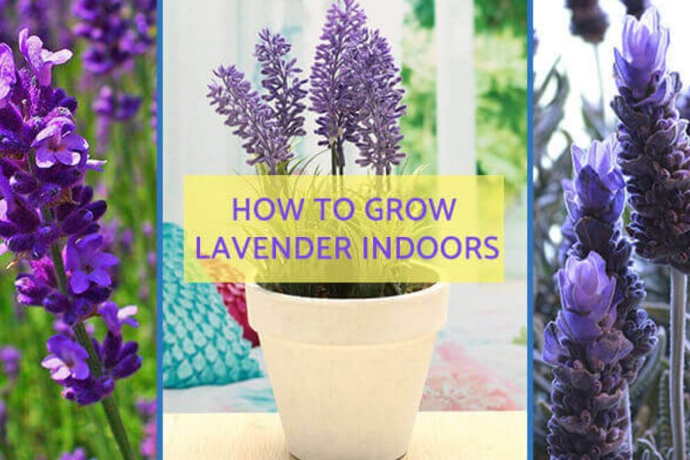 How to grow lavender in pots