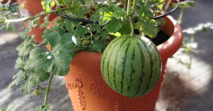 Watermelon grows in a container