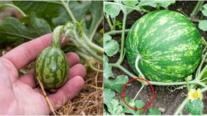 Grow Watermelon In Containers