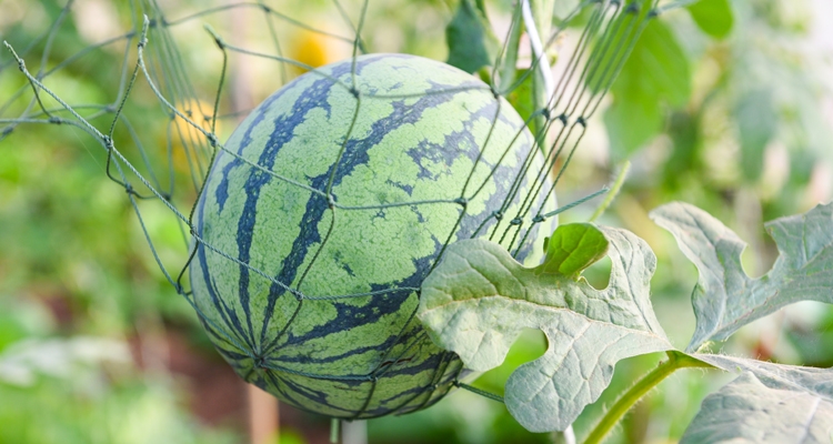 Watermelon grows in a grid